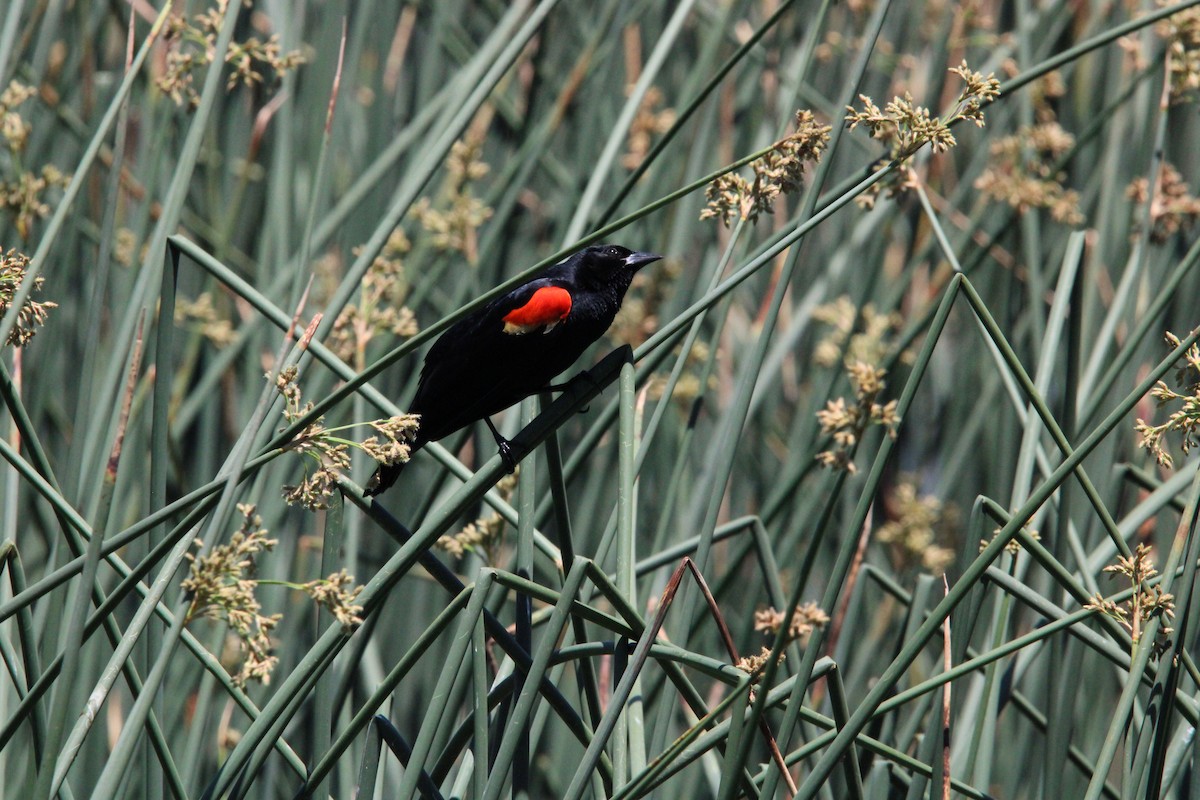 Red-winged Blackbird - ML620154345