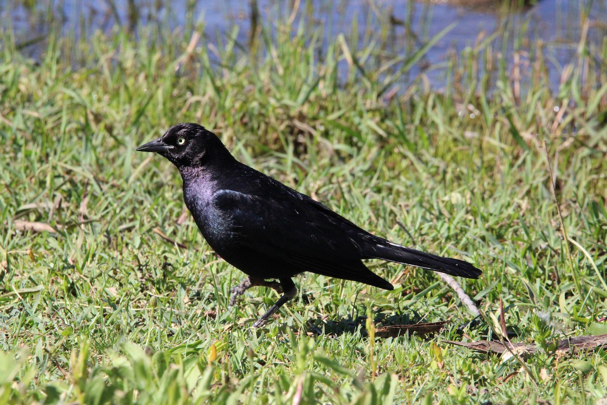 Brewer's Blackbird - ML620154349