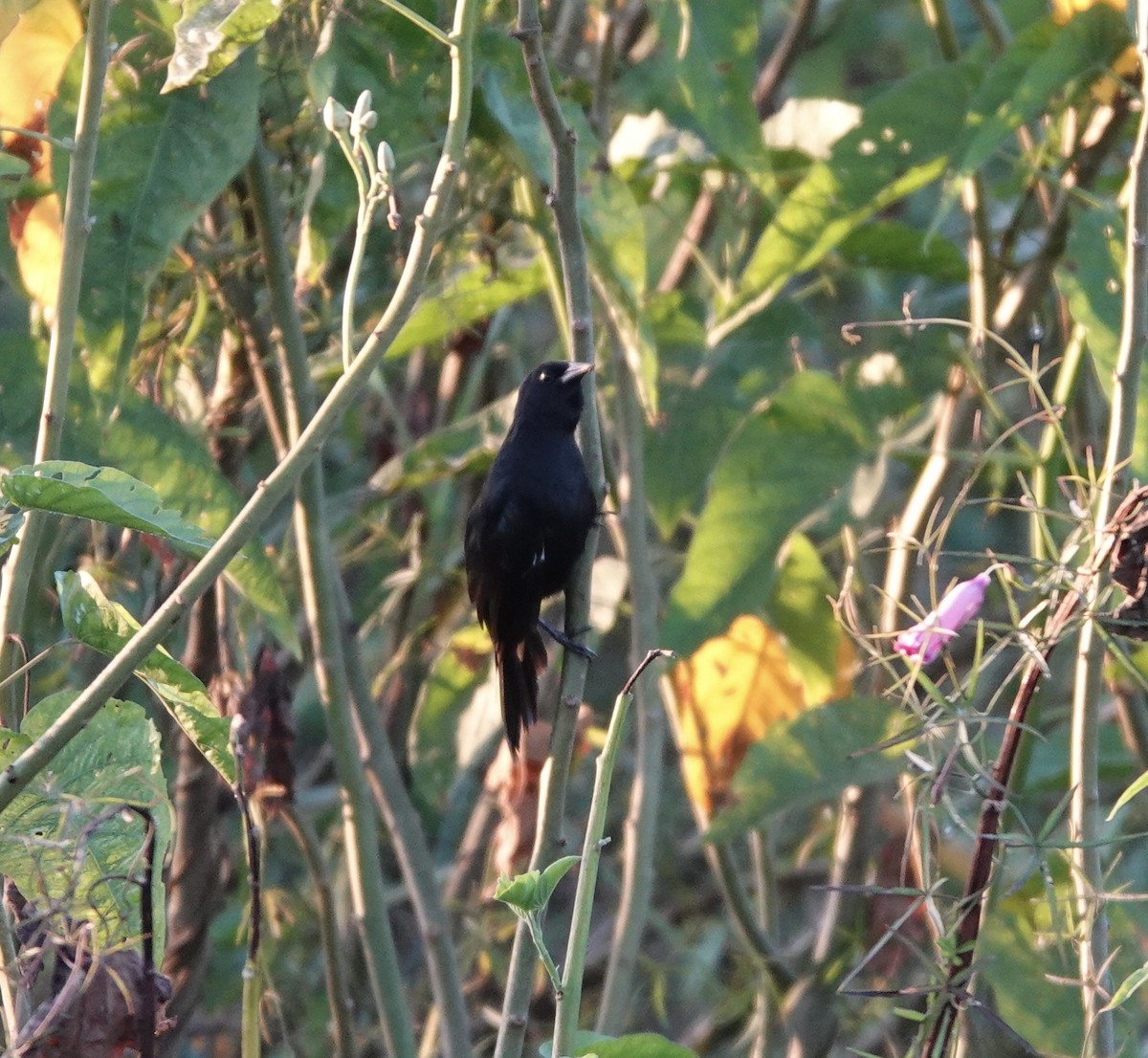 Unicolored Blackbird - Yve Morrell