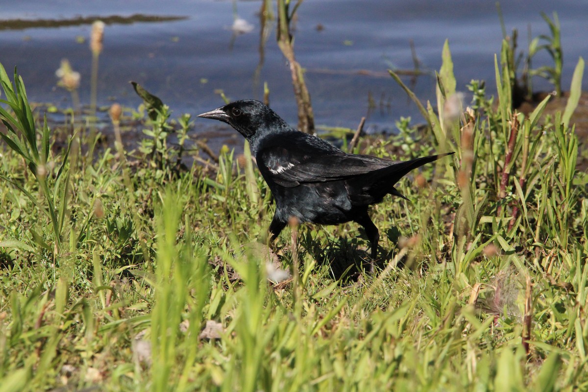 Tricolored Blackbird - ML620154367