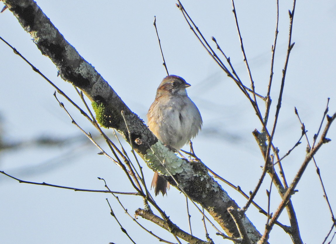 Swamp Sparrow - ML620154369