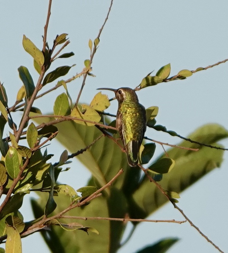 kolibřík rudozobý - ML620154387