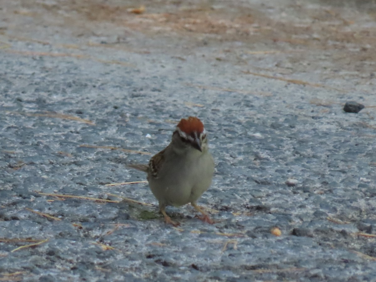 Chipping Sparrow - ML620154389