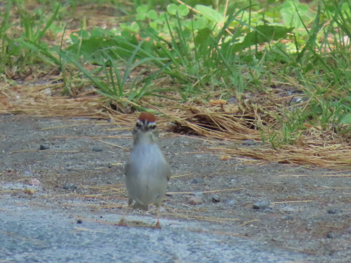 Chipping Sparrow - ML620154390