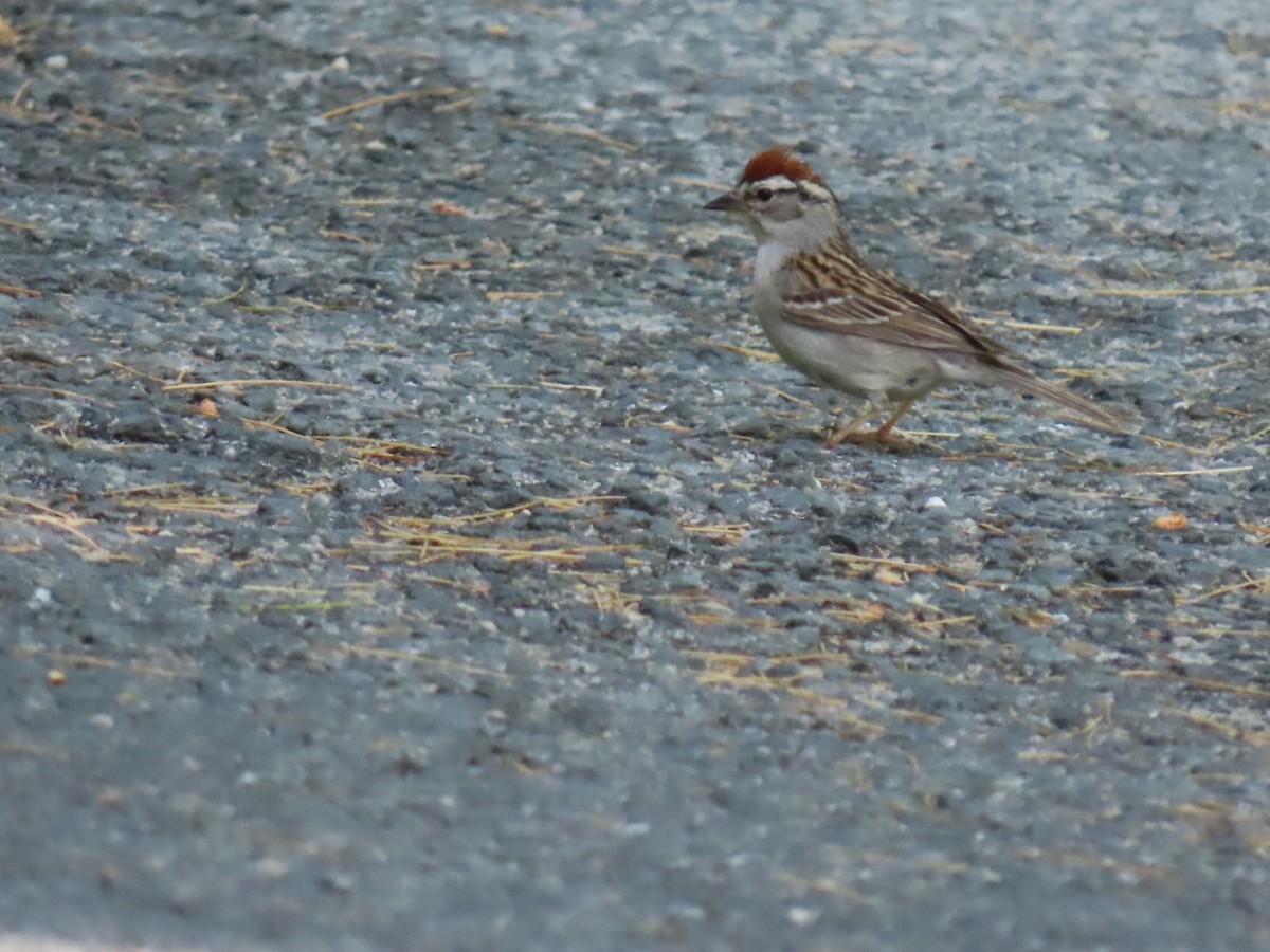 Chipping Sparrow - ML620154391
