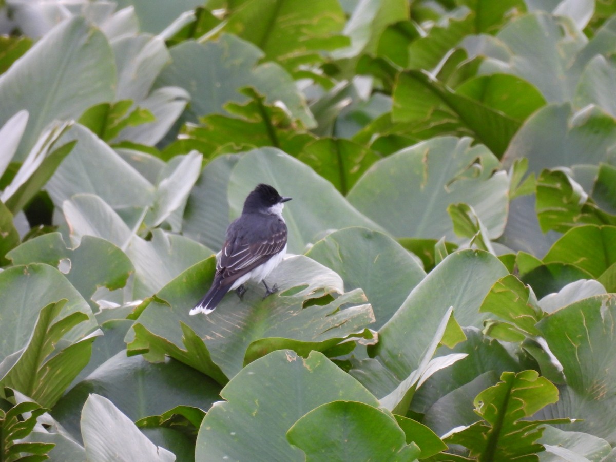 Eastern Kingbird - Hailey Everhart