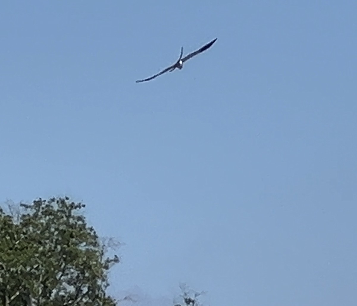 Swallow-tailed Kite - ML620154407
