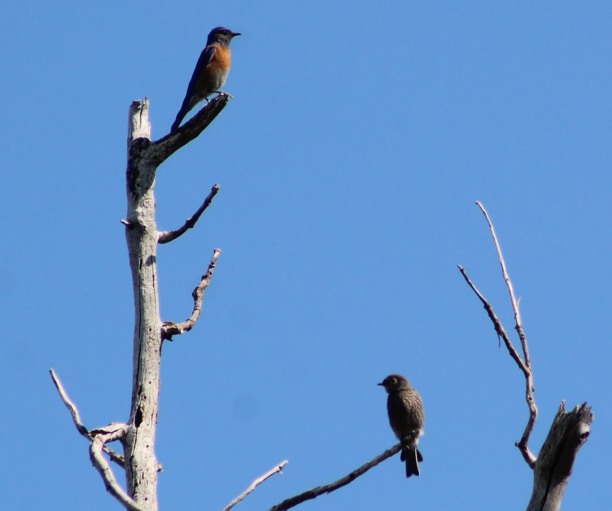 Western Bluebird - ML620154418