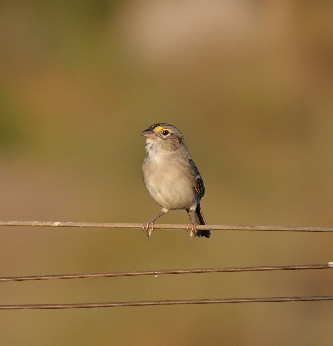 Grassland Sparrow - ML620154421