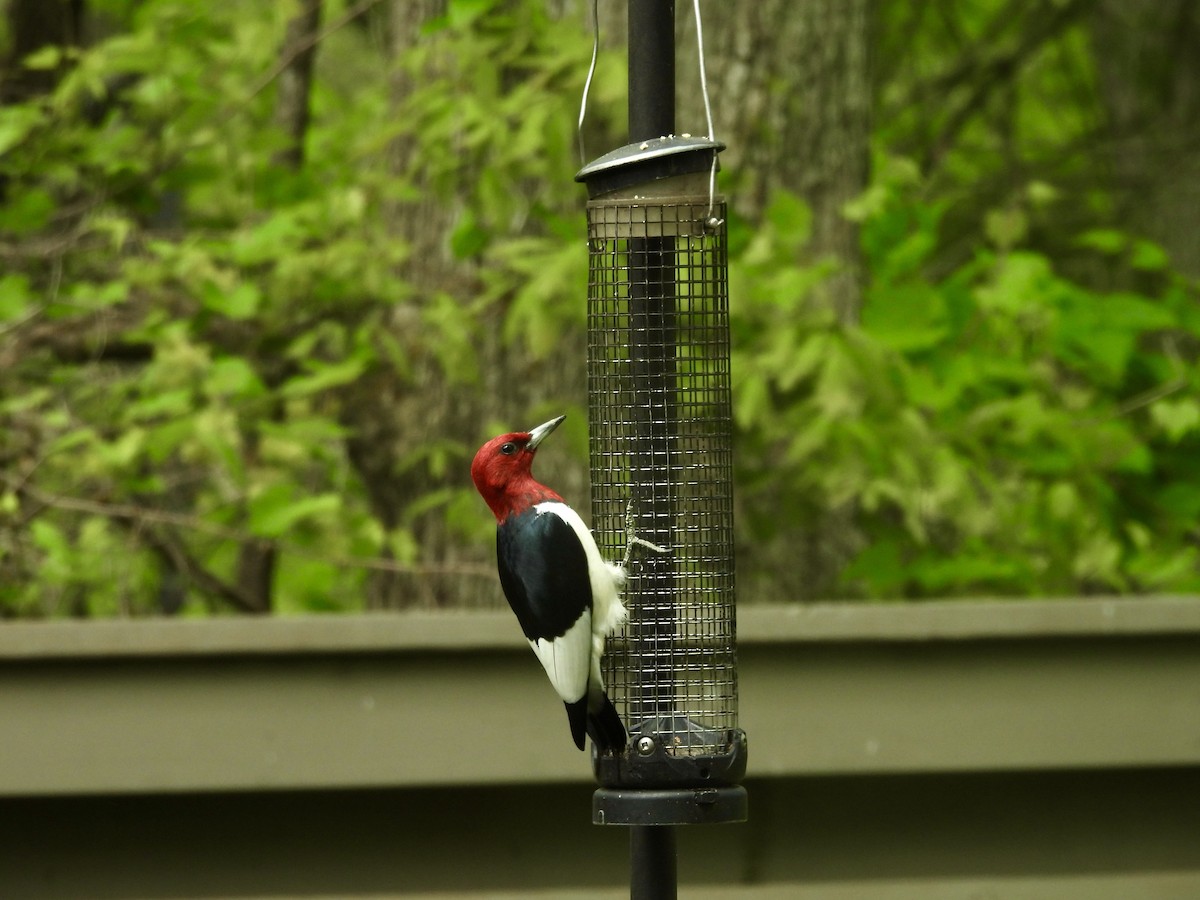 Red-headed Woodpecker - ML620154423