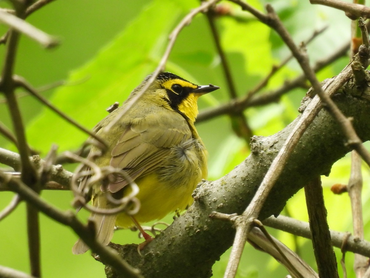 Kentucky Warbler - ML620154441