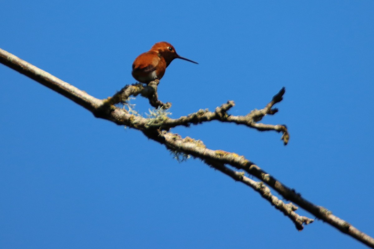 Rufous Hummingbird - ML620154447
