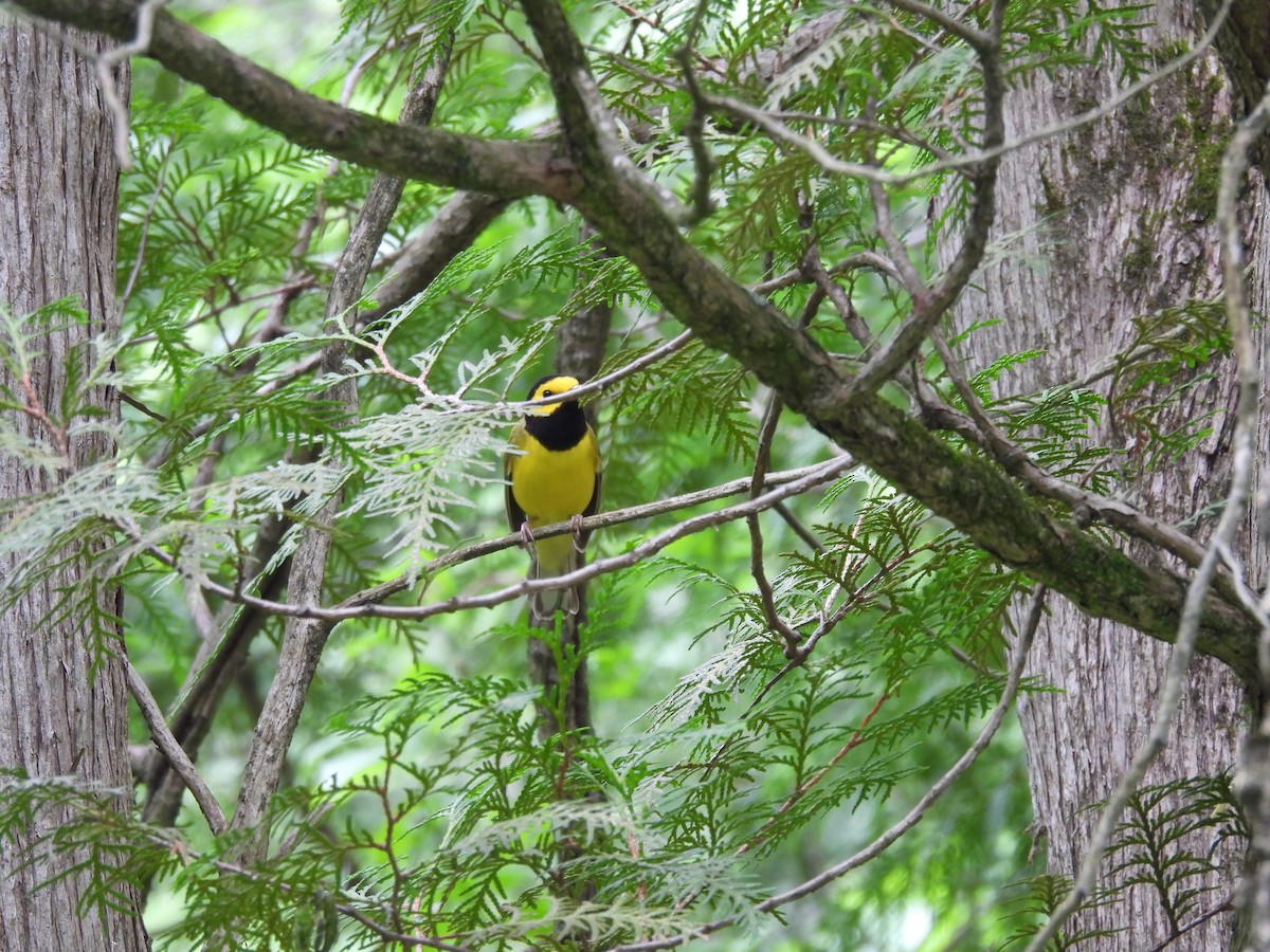 Hooded Warbler - ML620154451