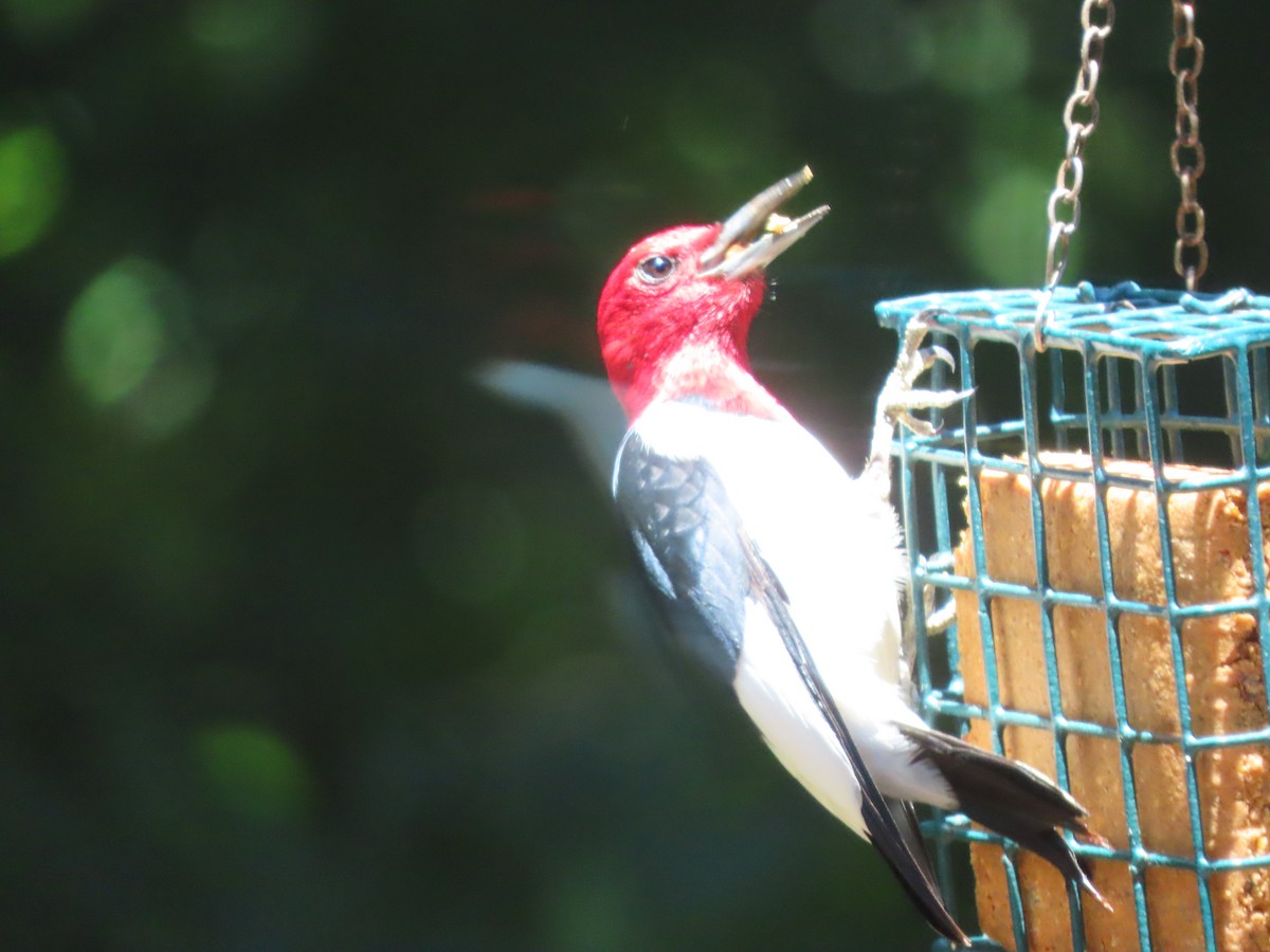 Red-headed Woodpecker - ML620154454
