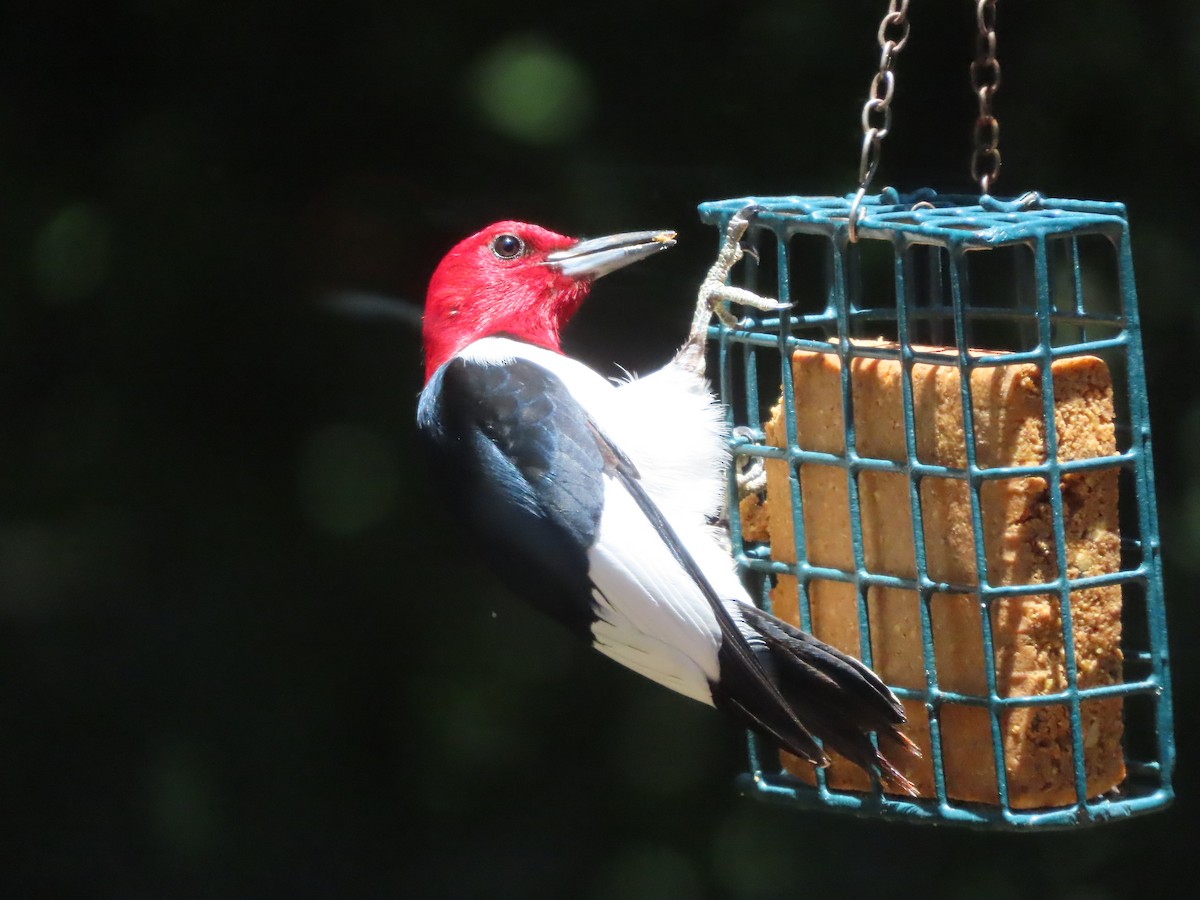 Red-headed Woodpecker - ML620154455