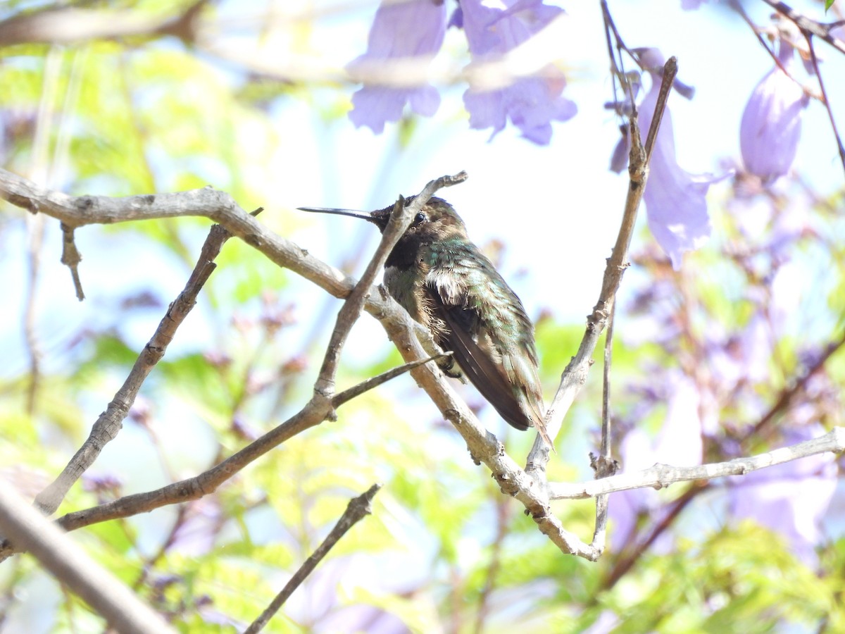 Anna's Hummingbird - ML620154456