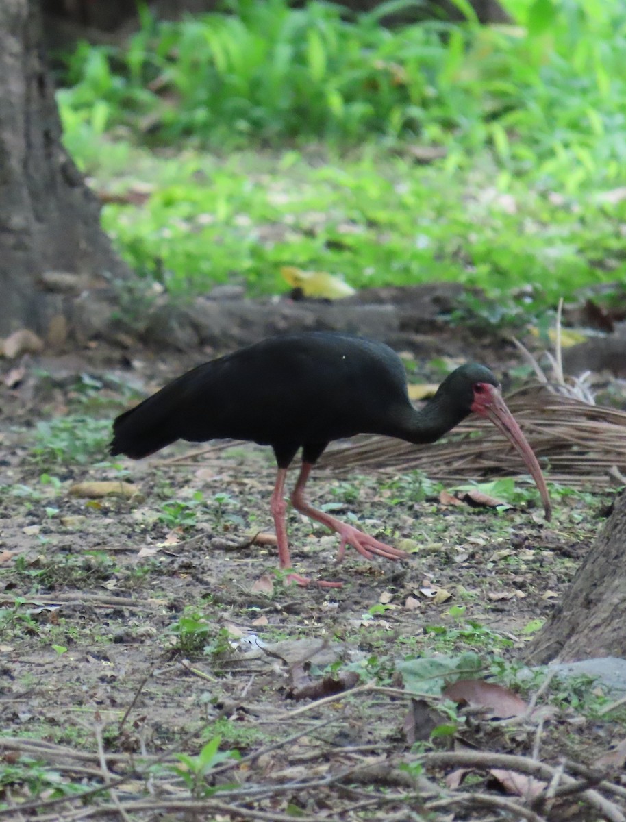 ibis tmavý - ML620154460