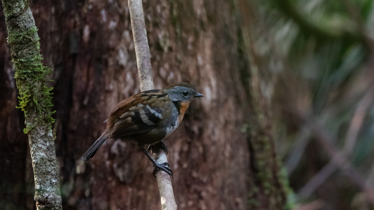 Australian Logrunner - ML620154473