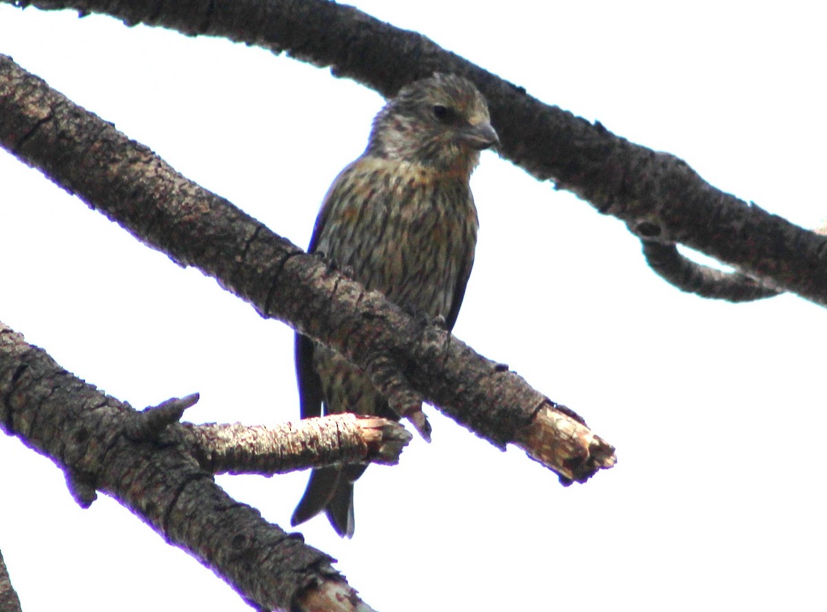 Red Crossbill (Ponderosa Pine or type 2) - ML620154477