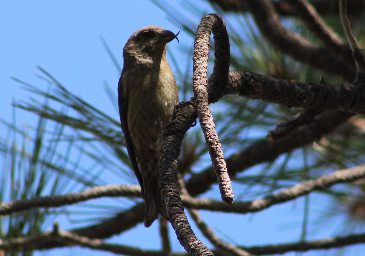 Red Crossbill (Ponderosa Pine or type 2) - ML620154480