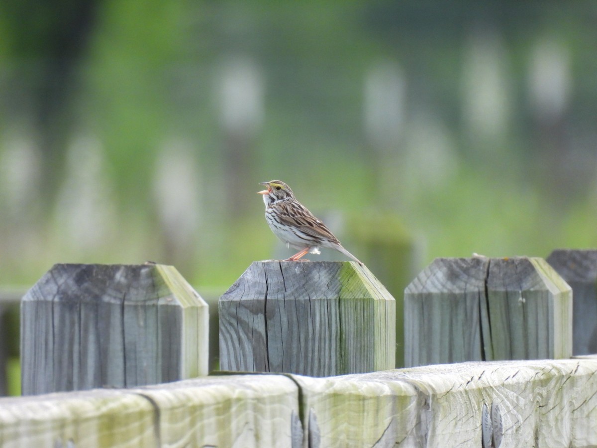 Savannah Sparrow - ML620154485