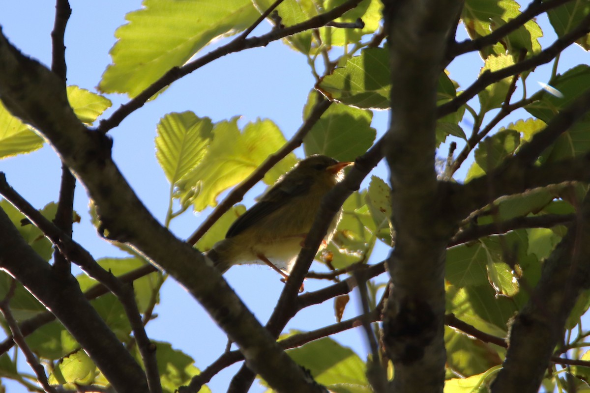 Orange-crowned Warbler - ML620154487