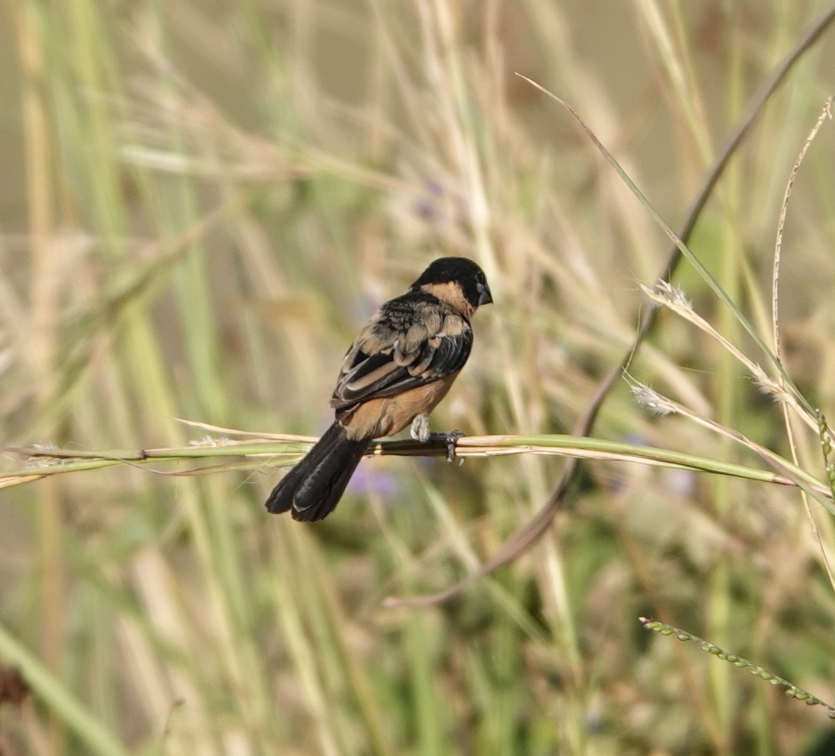 Rusty-collared Seedeater - ML620154490