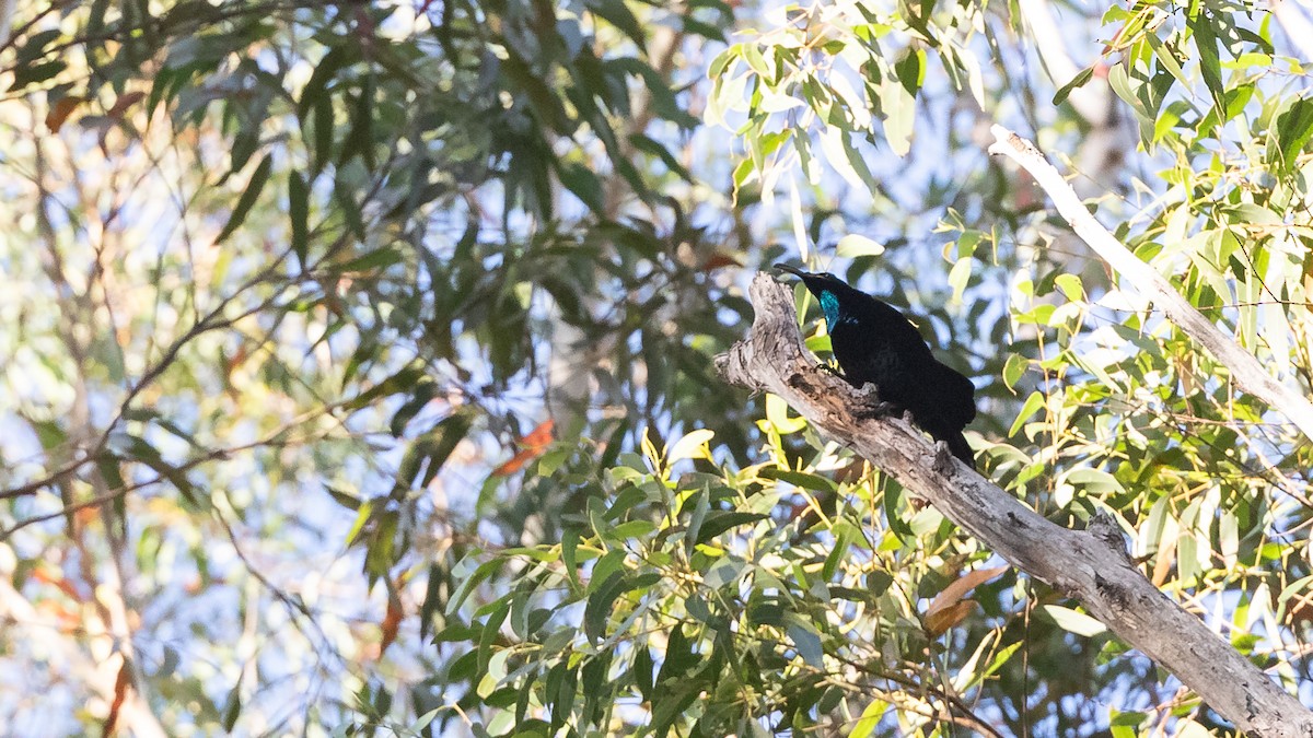 Paradise Riflebird - ML620154492