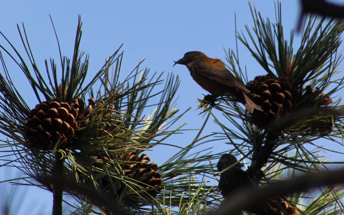 Red Crossbill (Ponderosa Pine or type 2) - ML620154499