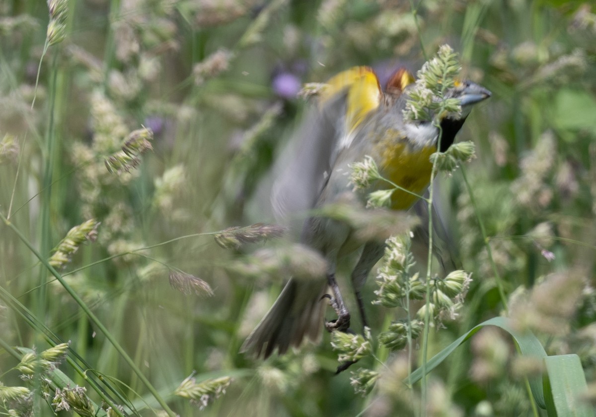 Dickcissel - ML620154505