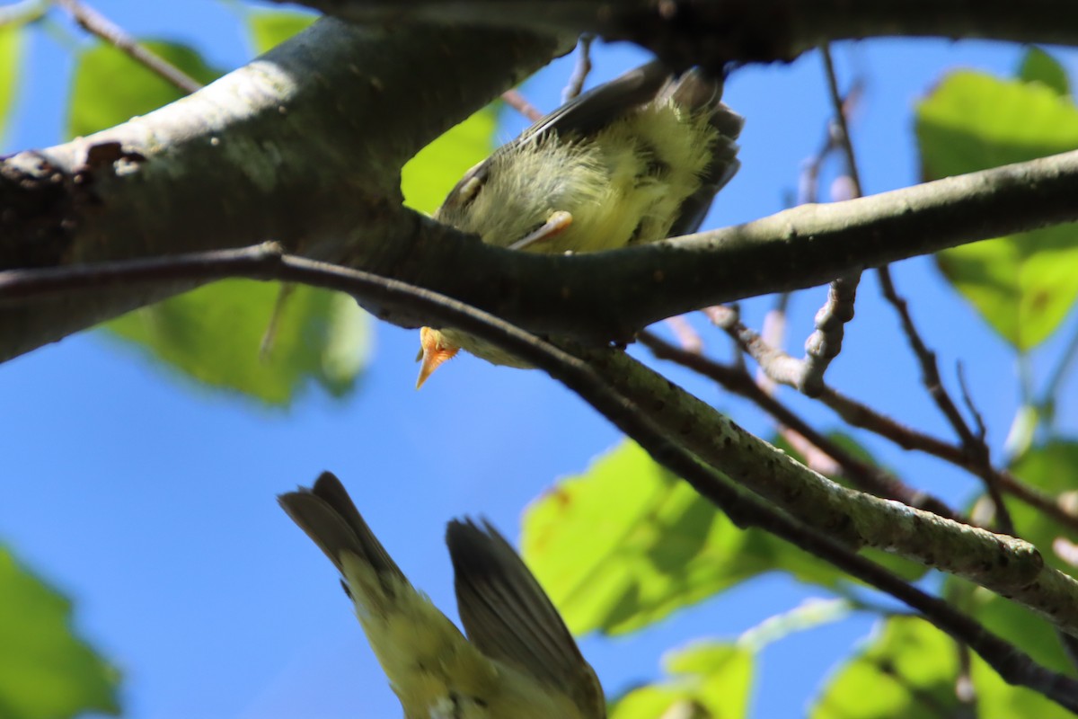 Orange-crowned Warbler - ML620154507