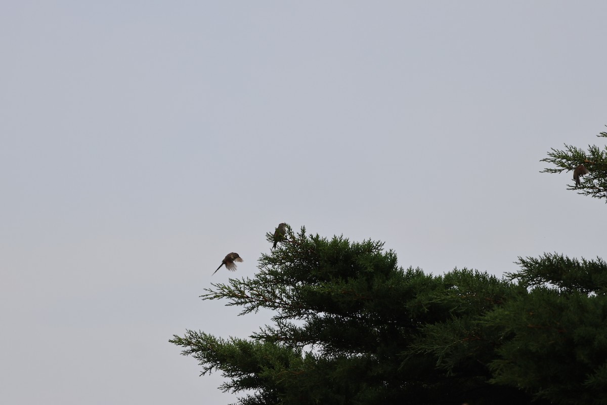 Plain-mantled Tit-Spinetail - ML620154521