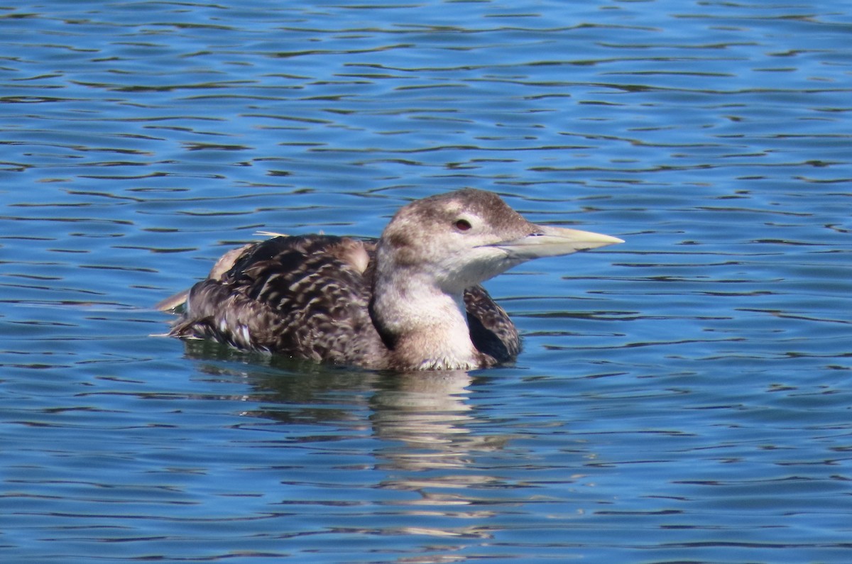 Plongeon à bec blanc - ML620154526