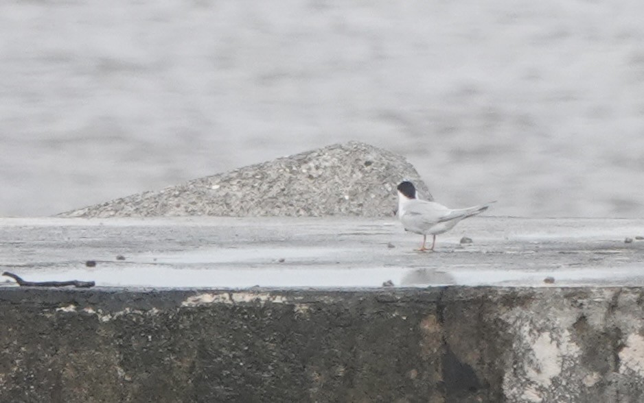 Little Tern - ML620154527