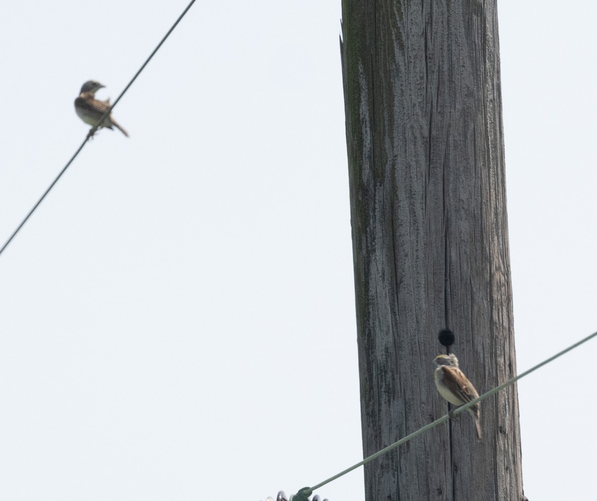 Dickcissel - ML620154533