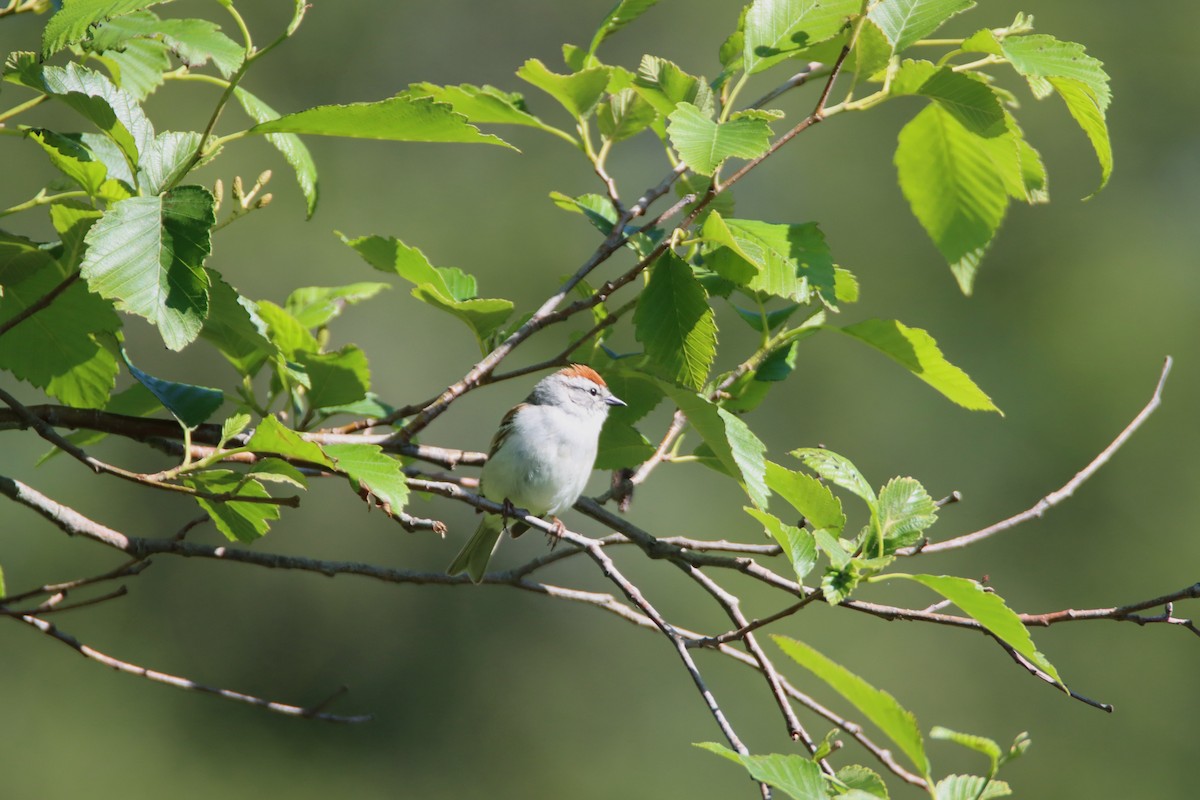 Chipping Sparrow - ML620154541