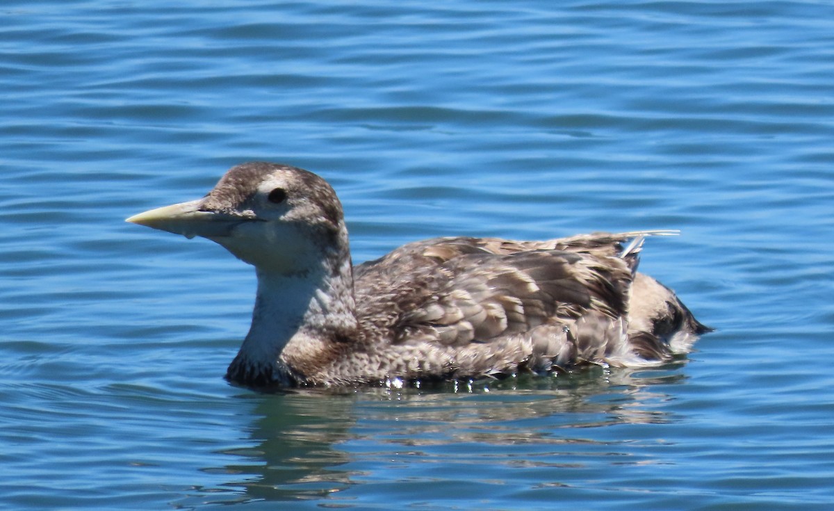 Yellow-billed Loon - ML620154542