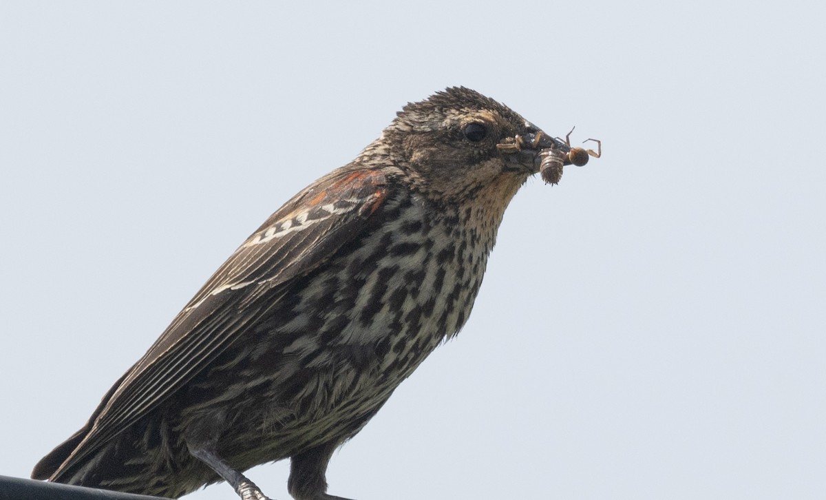 Red-winged Blackbird (Red-winged) - ML620154553