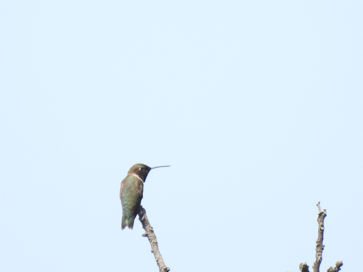 Black-chinned Hummingbird - ML620154554