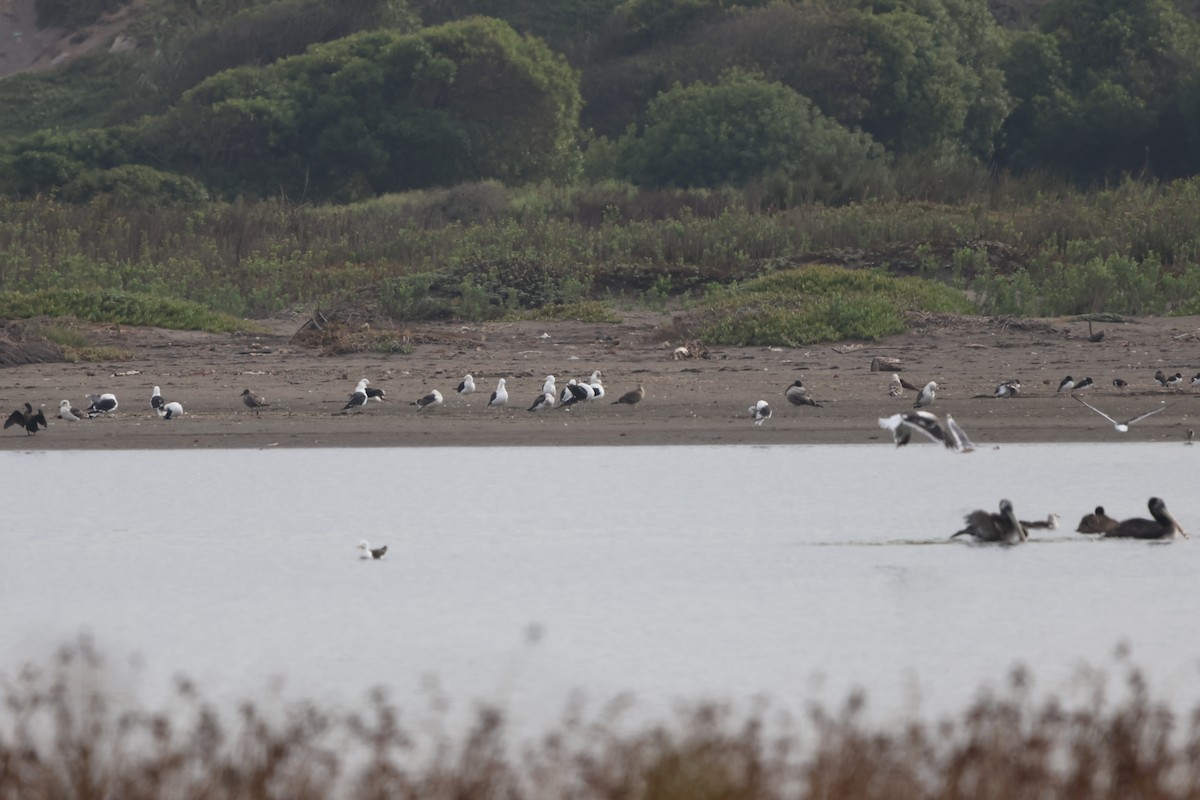 Gaviota Cocinera - ML620154567