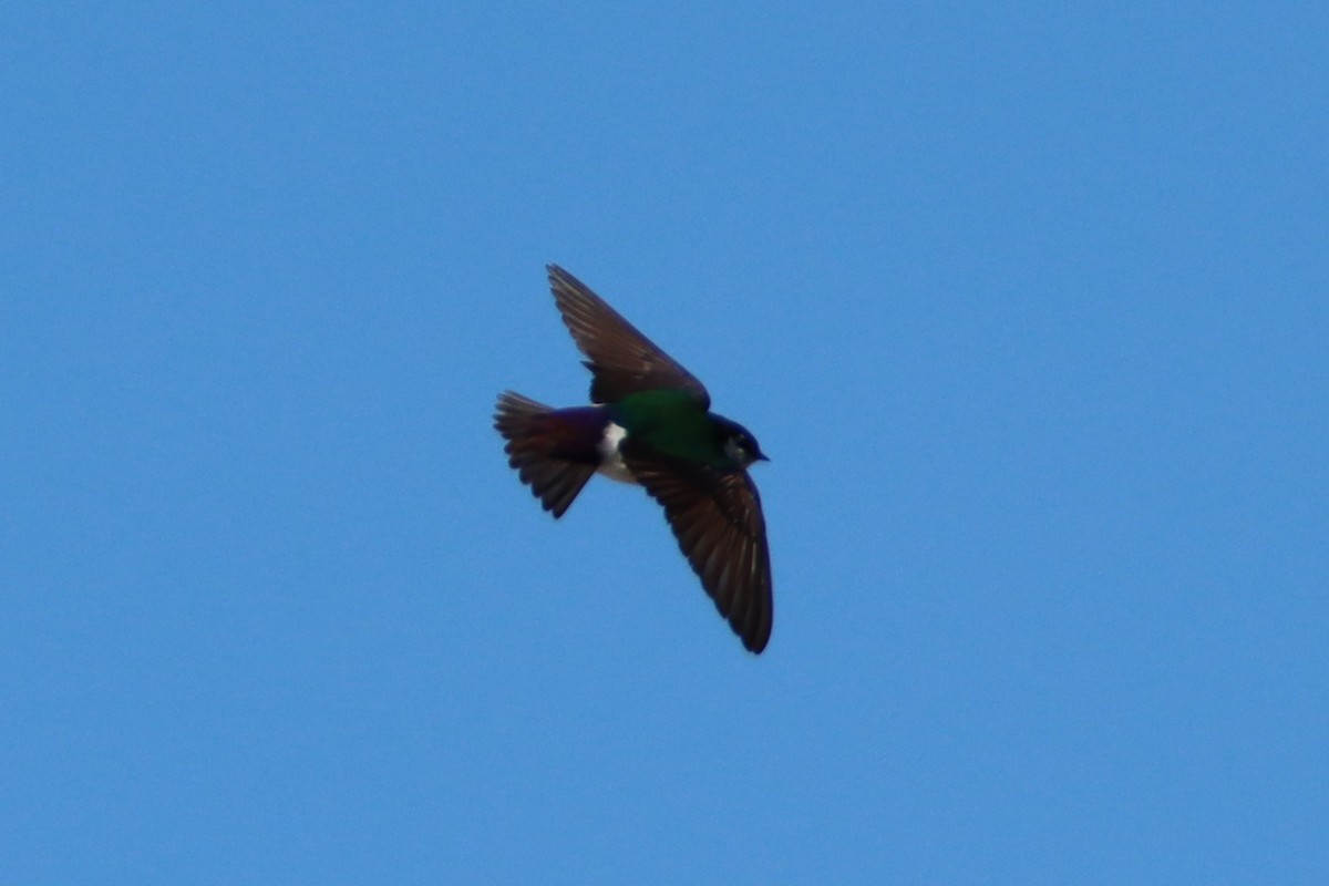 Violet-green Swallow - ML620154570