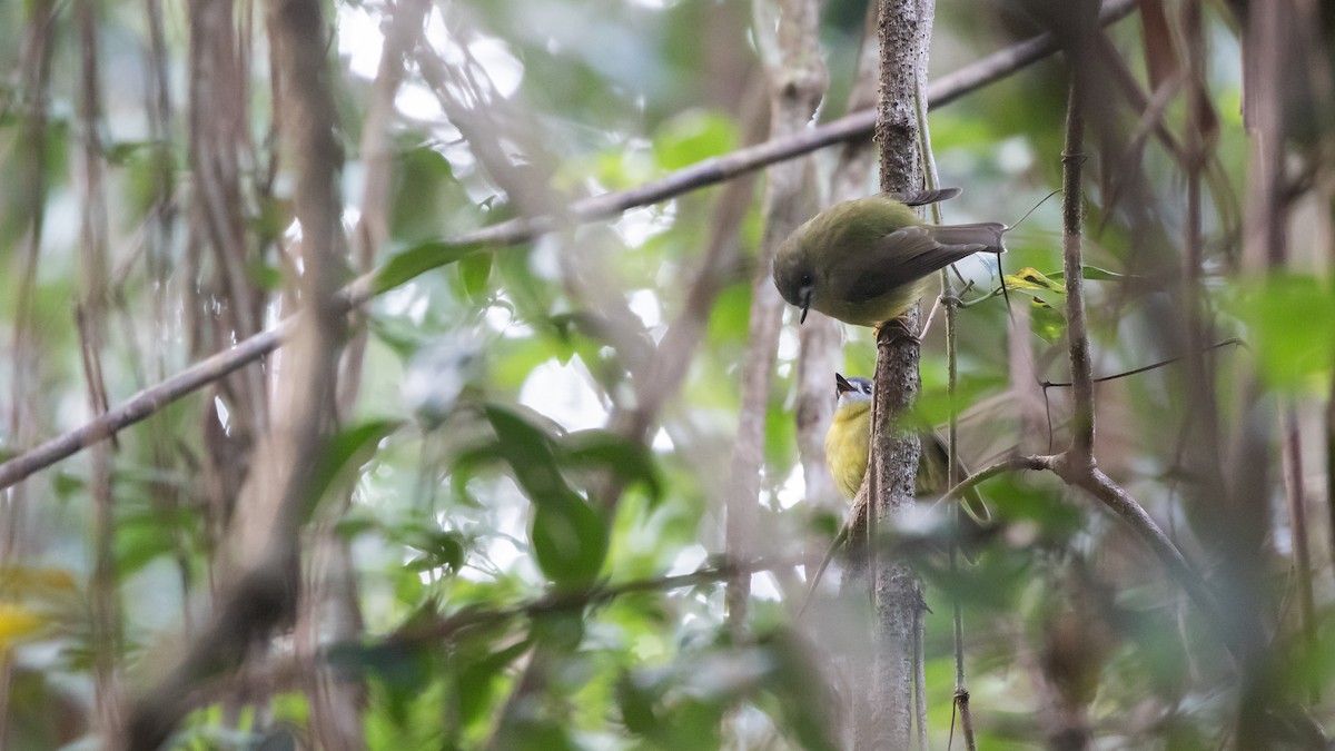 Pale-yellow Robin - ML620154574