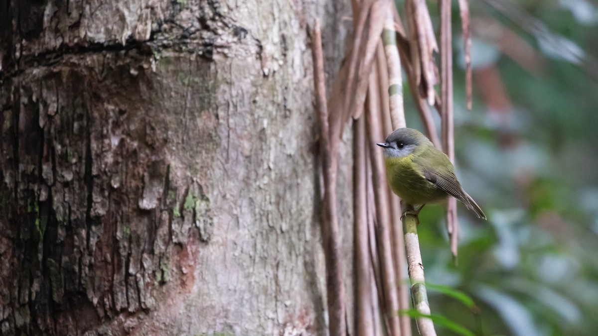 Pale-yellow Robin - ML620154575