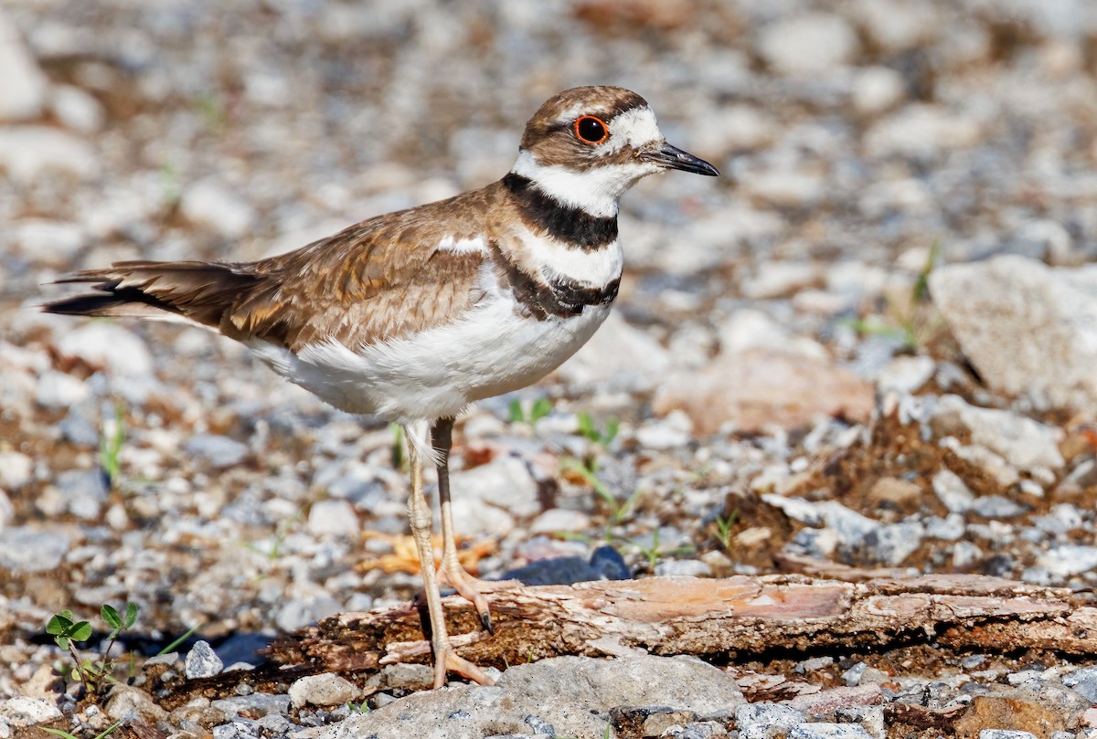 Killdeer - ML620154579