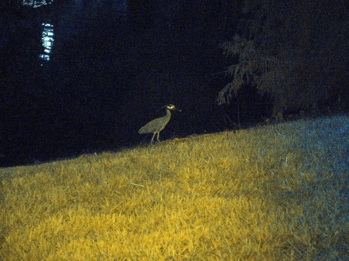Yellow-crowned Night Heron - ML620154583