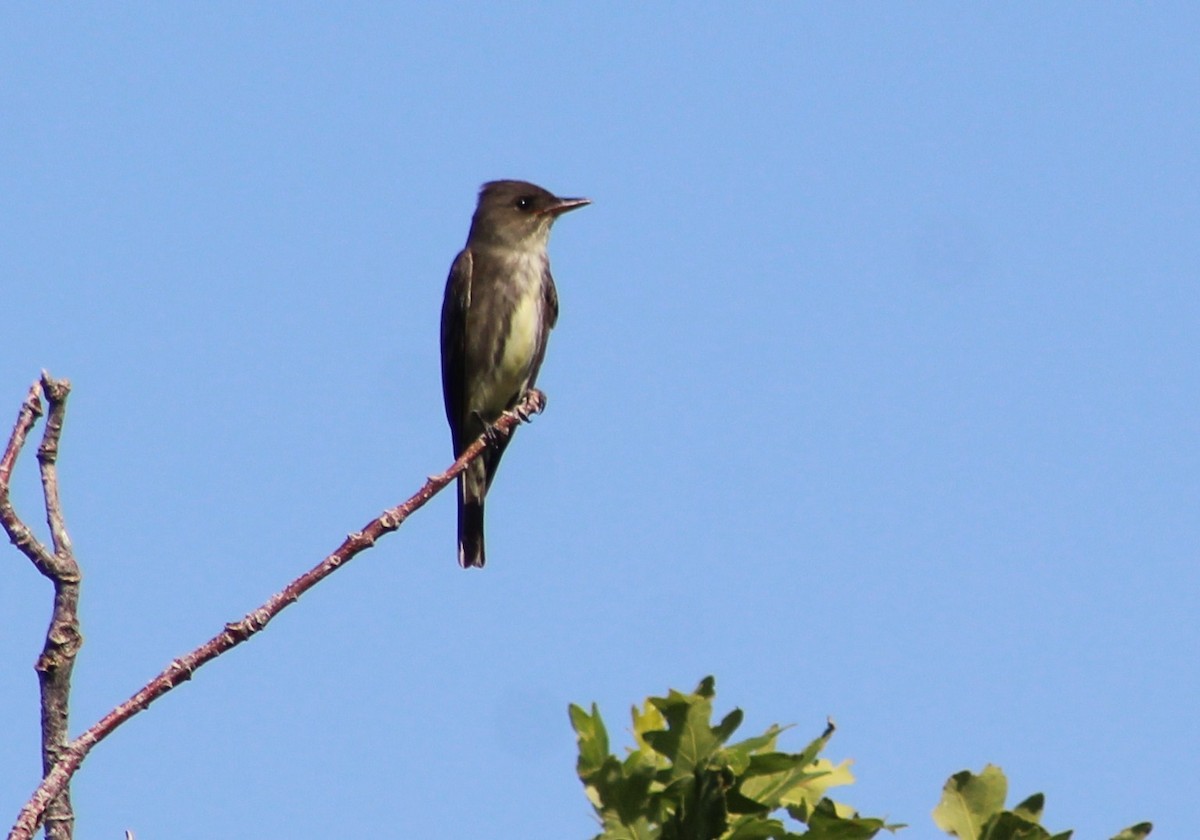 Moucherolle à côtés olive - ML620154589