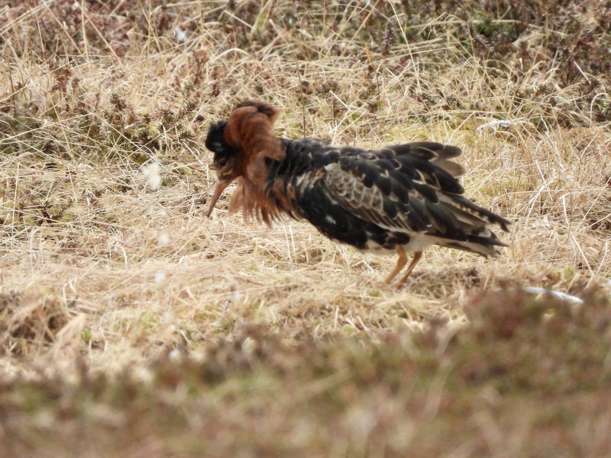 Combattant varié - ML620154601