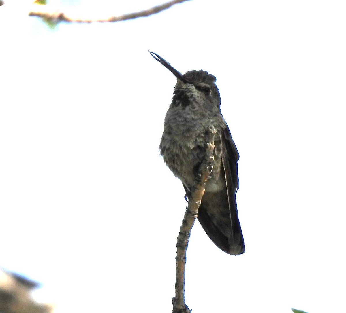 Anna's Hummingbird - ML620154604