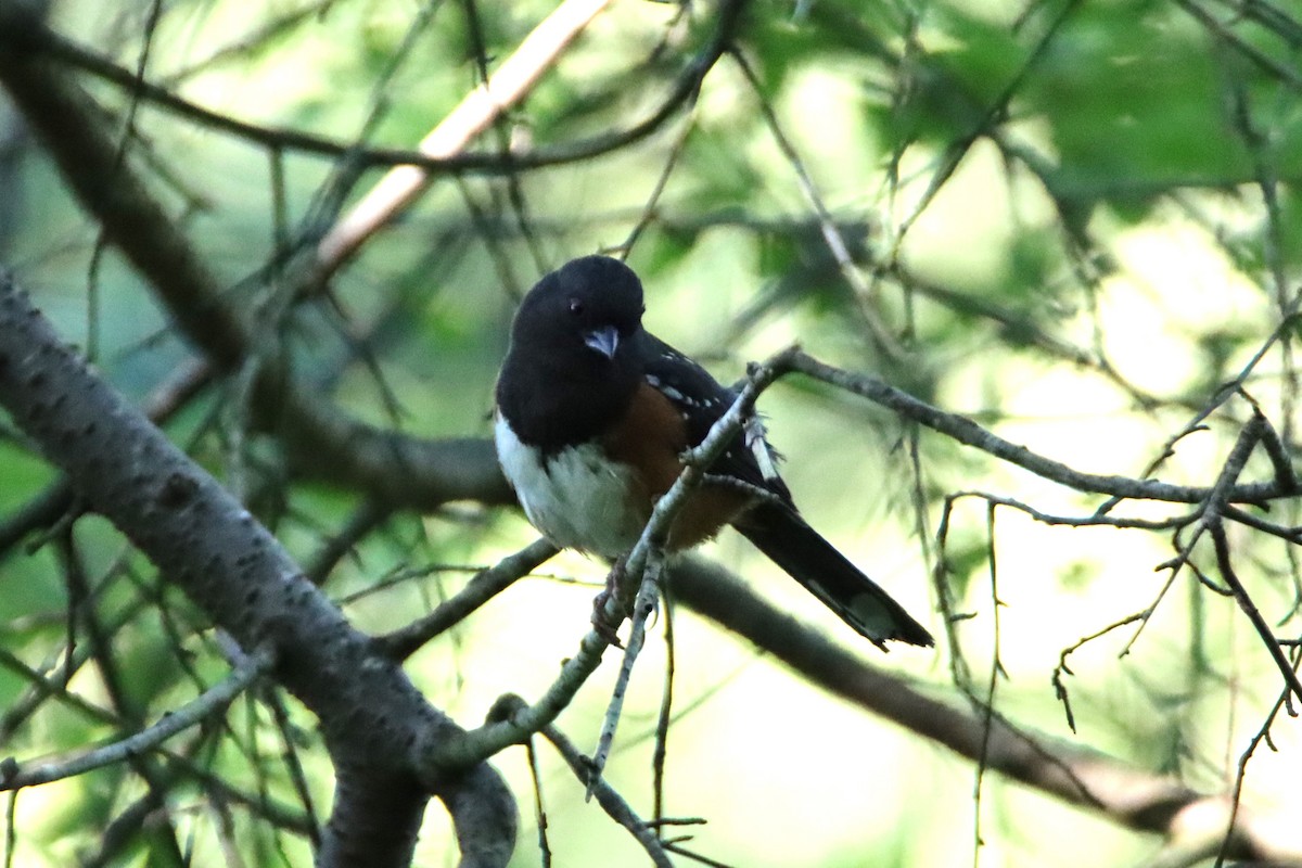 Spotted Towhee - ML620154605