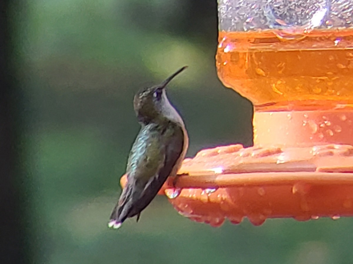 Ruby-throated Hummingbird - ML620154617